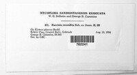Puccinia recondita image